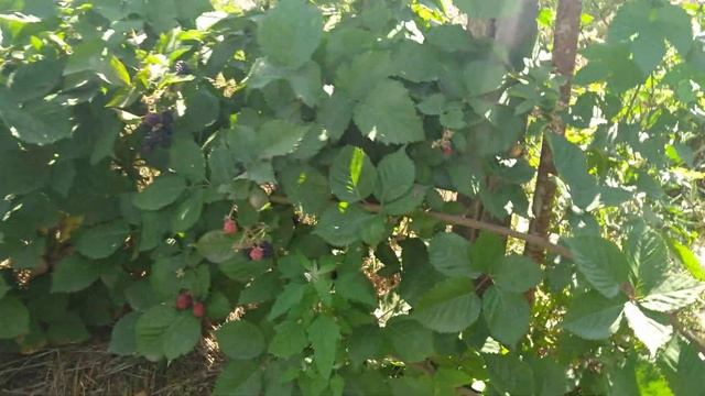 Груша Амфора.Контрольний урожай.Навантаження 4-х річного дерева плодами. смотреть онлайн