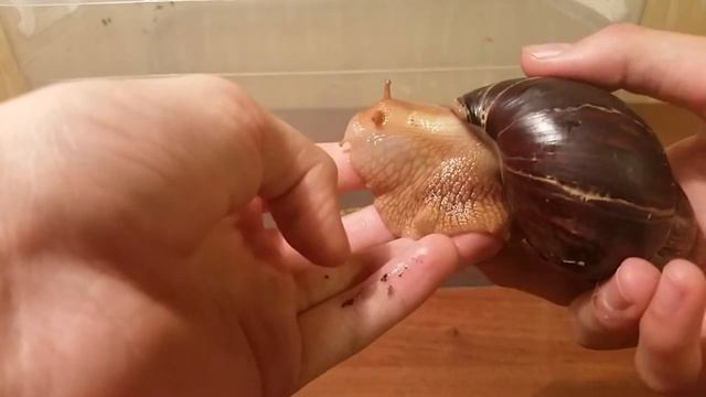 УЛИТКА АХАТИНА!!! КАК ВЫРАСТИТЬ АНАНАС ДОМА!!! смотреть онлайн