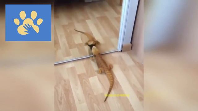 Самые Смешные Собачки И Котики | Юмор Для Поднятия Настроения