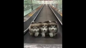 The Beatles Ob La Di Ob La Da.mp4