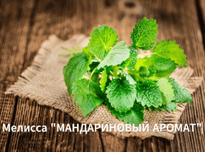 Как сажать мелиссу. Выращивает мелиссу на рассаду. Сорт:" МАндариновый аромат".