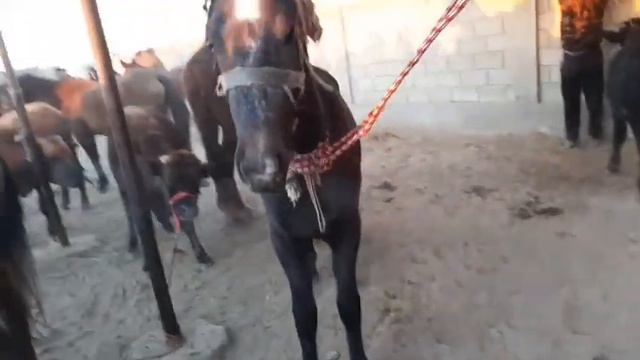 Ot va tuya toy narxlari Buxoro romitan qo‘rg‘on mol bozor narxlari yangi narxlari 18 ноября 2021 г.