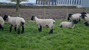 Ярки Суффолк 1-вая группа. #суффолк #саффолк #sheepsuffolk #suffolk #георгиевскийдорпер