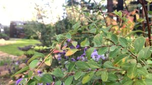 ОСМОКОТ. КАК ВЫБРАТЬ удобрение, какая формула лучше для дачи и сада