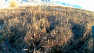 Ходовая охота на утку. Осень 2023 г.