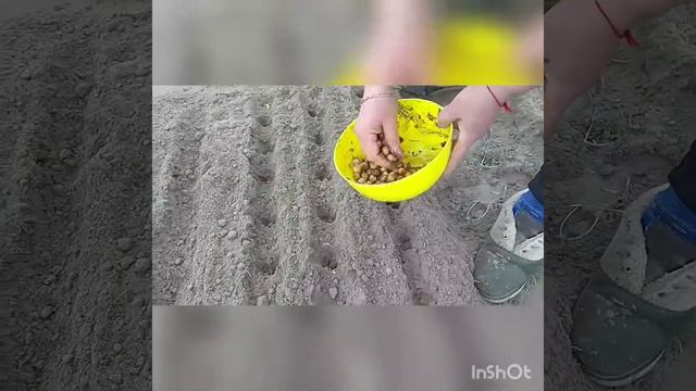 Как #посадить #лук #легко и #просто и #очень #быстро смотреть онлайн