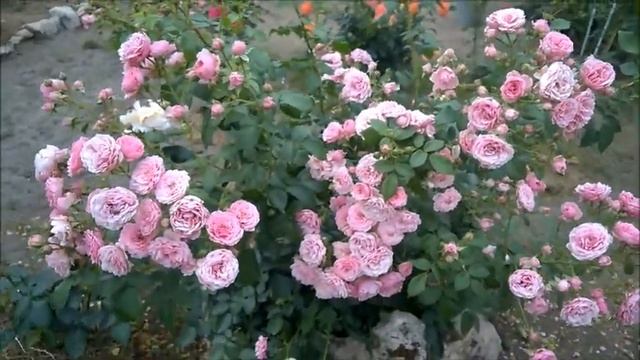 Романтичные розовые от Кордеса. Обзор Помпонелла/Pomponella и Розариум Ютерсен/Rosarium Uetersen