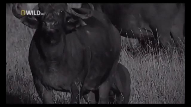 ЛЬВЫ  -   СУПЕРХИЩНИКИ ДИКОЙ ПРИОДЫ  | NAT GEO WILD animal planet | HD |