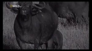 ЛЬВЫ  -   СУПЕРХИЩНИКИ ДИКОЙ ПРИОДЫ  | NAT GEO WILD animal planet | HD |