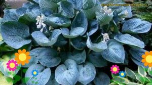 Хоста гибридная Лав пэт. Краткий обзор, описание характеристик hosta hybrida Love Pat