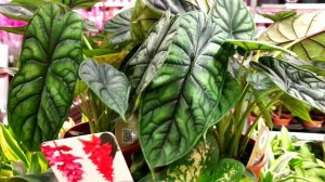 ???ЛЕРУА МЕРЛЕН?Шикарный Завоз Комнатных Цветочков❤??