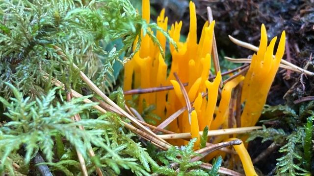 Il portafortuna dorato del bosco смотреть онлайн