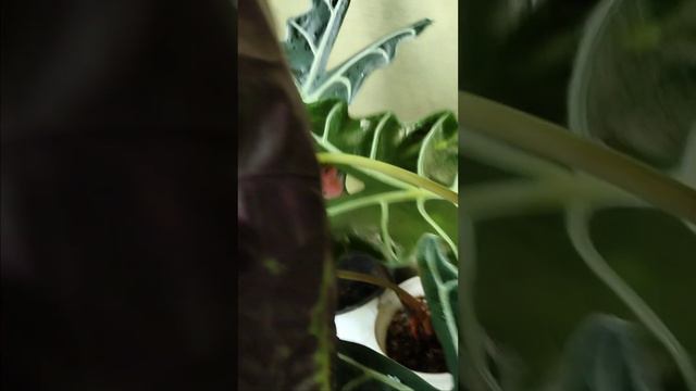 flexing my alocasia amazonica смотреть онлайн