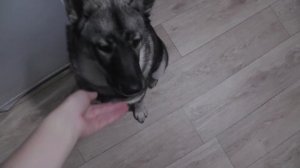 Что будет, если дать собаке сырое яйцо в скорлупе
