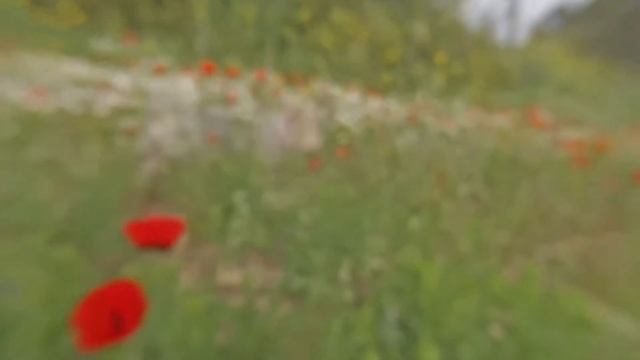 пчёлы и маки, весна, март, Израиль смотреть онлайн