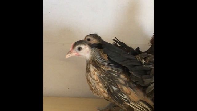 Малазийская Серама в Овчинино. смотреть онлайн