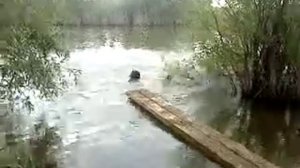 с стойки на руках в воду