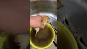 Спасение цыпленка! Цыпленок мог остаться без ног! #циплята