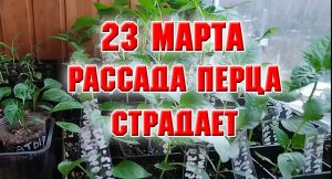 23 марта. Рассада перцев и томатов страдает