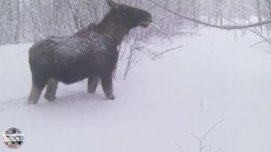 Лосинная тропа. Что кушают лоси зимой в лесу. Съёмка на фотоловушку