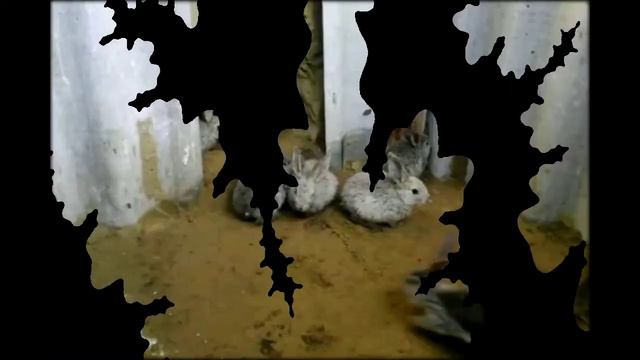 Розовый кролик магазин смотреть онлайн