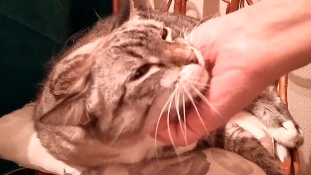 Ничему эволюция человеков не научила смотреть онлайн