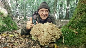 КАК ИСКАТЬ ГРИБ БАРАН (Grifola frondosa)  ИЩЕМ НЕОБЫЧНЫЕ СЪЕДОБНЫЕ  ГРИБЫ. черная лисичка.mov