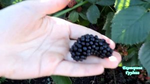 Сладкая, урожайная, крупная! Ежевика Блэк Сатин.
