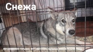 Снежа с нами