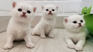 27 Дней После Рождения I Смешные Британские котята впервые вышли погулять.mp4