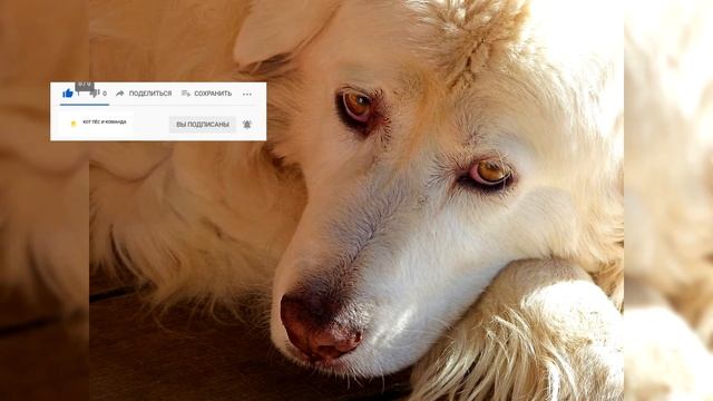 Мареммо абруццкая овчарка. Плюсы и минусы, Цена, Как выбрать, Факты, Уход, История смотреть онлайн