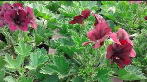 Как поливать и удобрять королевскую пеларгонию.