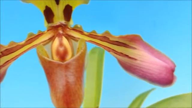 Paphiopedilum tigrinum orchid смотреть онлайн
