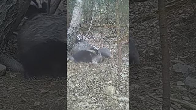 Badger Family's Cute Grooming Session!?14/5/23 Семья барсуков милый сеанс груминга!@stelianbodnari