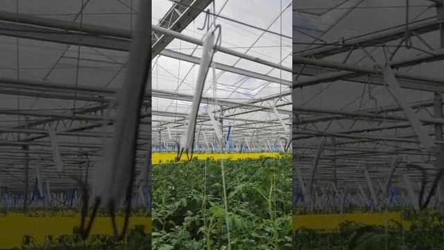 теплиця з помідором , сама основна робота на теплиці))) Польща , мої заробітки )