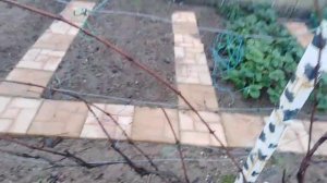 Творческая обрезка винограда в Подмосковье 9окт 2019. ( Не повторять!)