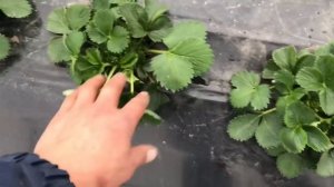 КЛУБНИКА В БАЛАГАНЕ. ЧТО НУЖНО ДЕЛАТЬ ДЛЯ ХОРОШЕГО УРОЖАЯ?