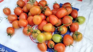 Life Of a 18 Year Old Single Mother - Harvest Tomatoes To Sell