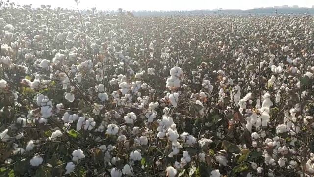 Хлопковое поле смотреть онлайн