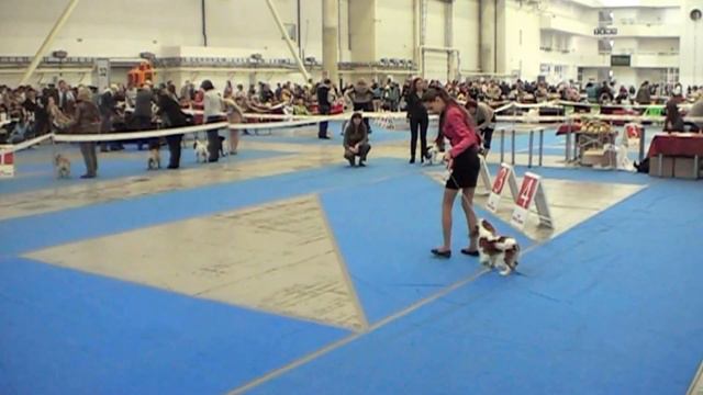 22.04.2012 FCI CACIB УКРАИНА-2012 - кавалер кинг чарльз спаниель