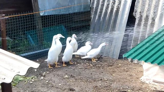 Нужен ли водоем уткам в домашних условиях. Как купаются утки. Что использовать для купания. смотреть онлайн