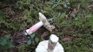 Сыроежка кроваво-красная - Russula sanguinea - условно-съедобный гриб.