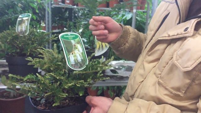 Хамедафне и Магония средняя Чарити - новинки в cash&carry 7ЦВЕТОВ смотреть онлайн