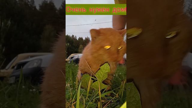 Котофей ждёт вас!
Кот слепой и глухой, но в его поведении это почти не заметно... и горшок на 5+