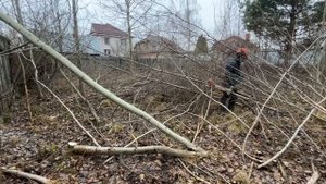 Расчистил участок от поросли и деревьев до снегопада. Человек-паук, STIHL FS 561 и STIHL MS 250 С-В