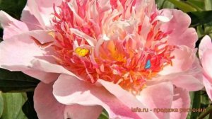 Пион травянистый Селебрити (paeonia celebrity) ? обзор: как сажать, саженцы пиона Селебрити