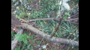 ШОК!!! Медведь в деревне!!!!не боясь выходит лакомиться яблоками в огороды...