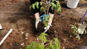 Совместимость удобрений. Что добавить в лунку при посадке.