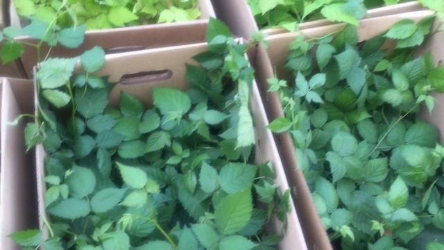 Ежевика без шипов и другие ягодные кустарники у нас в продаже!!!!!!