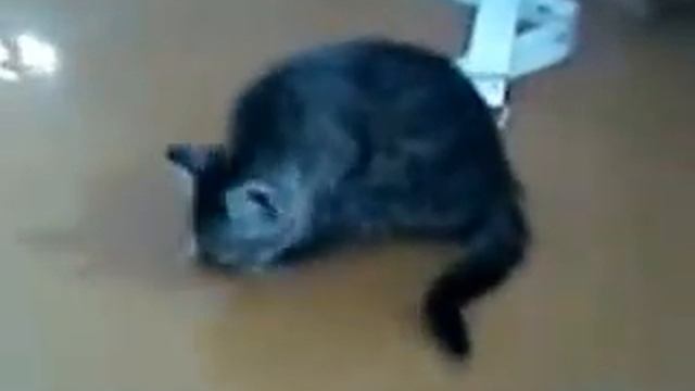 Кот ездит на заднице смотреть онлайн